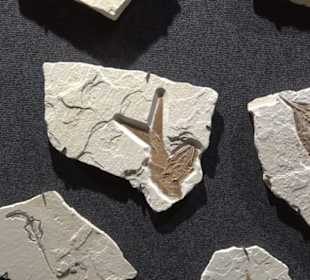 Dinosaurier Museum Altmühltal