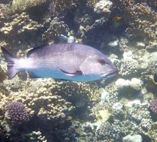 Fisch am Tulip Resort