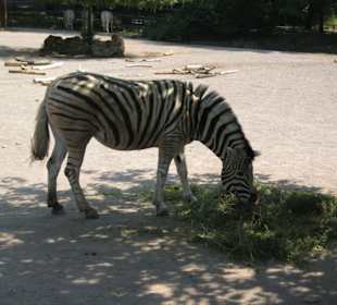 Zoo Erfurt