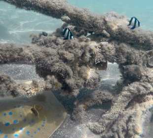 Schnorcheln Marsa Alam