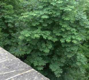 Schloss Hohenentringen