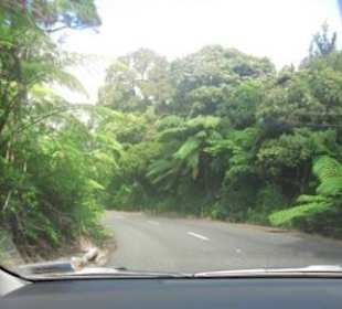 Fahrt durch den Regenwald (Waipoua Forrest)