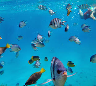 Schnorcheln Makadi Bay