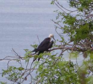 Vögel gibt es viele
