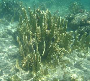 Koralle im Sonnenlicht