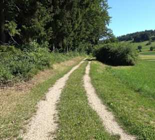 Waldameisen-LehrPfad