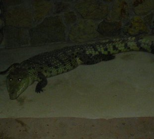 Krokodil