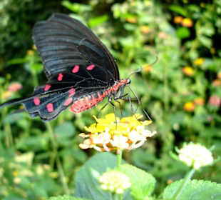 Schmetterlingspark Elne