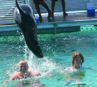 Spotkanie z delfinami i fokami