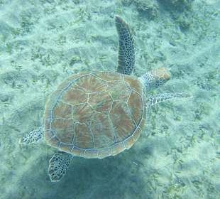 Abu Dabab-Bucht, Hotel Hilton