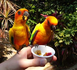 Füttern von tropischen Vögeln