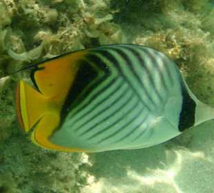 Bewohner der  "Badewanne"