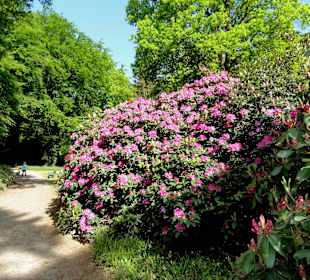 Spaziergang durch den Rhododendronpark im Mai