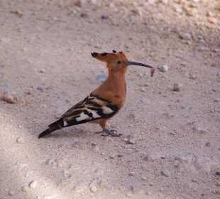 Vogel mit Leckerbissen