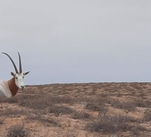 Nationalpark Souss Massa mit Safari und Steilküste