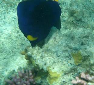 Krásy Rudého moře