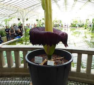 Botanischer Garten München