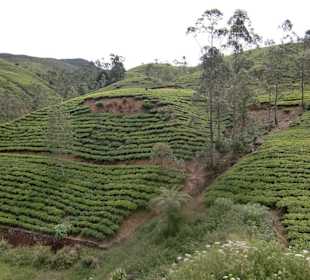Teeplantagen soweit das Auge reicht