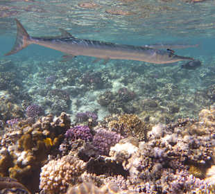Schnorcheln Marsa Alam