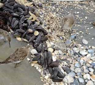 Tiere aus dem Nationalpark Wattenmeer
