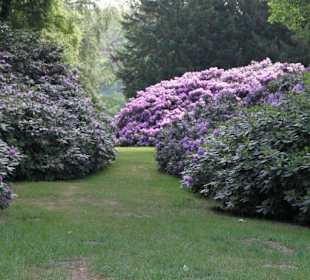 Die Hortensien im Garten