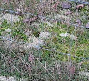 Natur pur