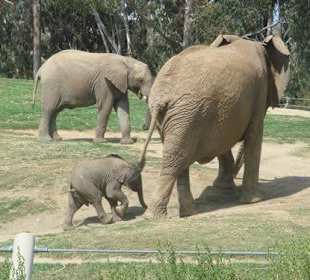 Elephanten im Wild Animal Park