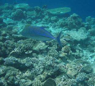 Unterwasseraufnahmen