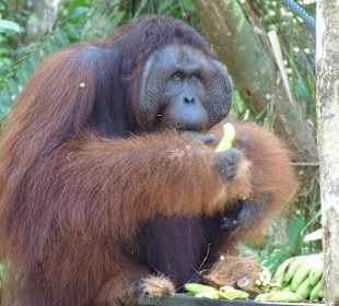 Ritschie - der Boss der Truppe in Semenggoh