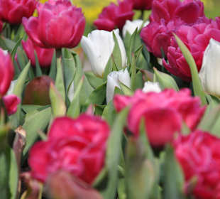 Парк Кекенхоф в Голандии