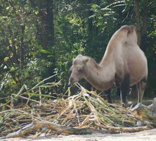 Tierpark Hagenbeck