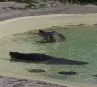 Seehundaufzuchtstation