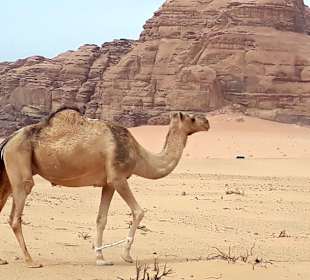 Wüstenlandschaft Wadi Rum