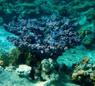 Hotel Lahami Bay Hausriff