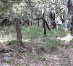 Jardim das Olivairas