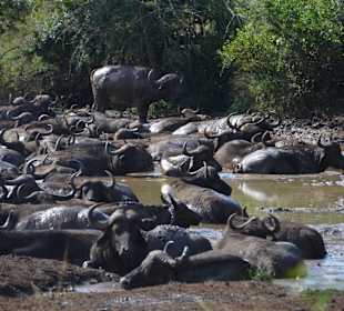 Hluhluwe-Imfolozipark