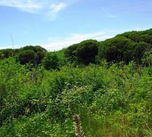 FKK-Bereich nach dem Leuchtturm Richtung Lignano am Wald