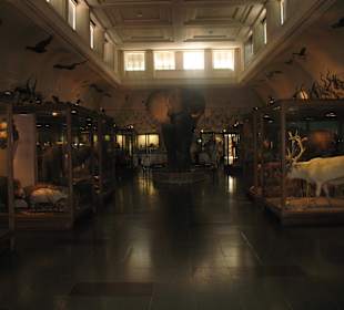 Naturhistorisches Museum