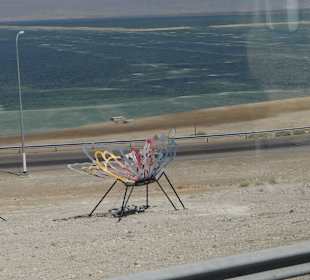 Już widać oleistość