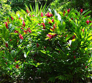 Rundgang durch den Jardin d´Eden