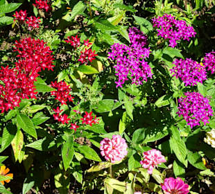 Spaziergang durch den Botanischen Garten Mascarin