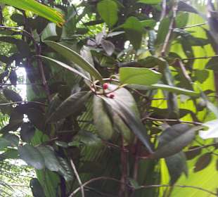 Ausflug mit Mario von Edelweiss Tours