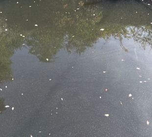 Rossbrunnen Lonsingen