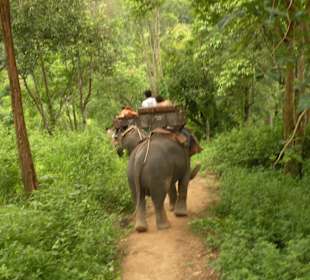 Maesa Elephant Camp