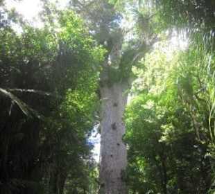 Tane Mahuta