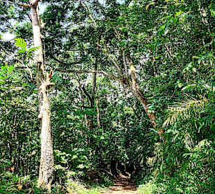 Parque Natural Obô do Príncipe