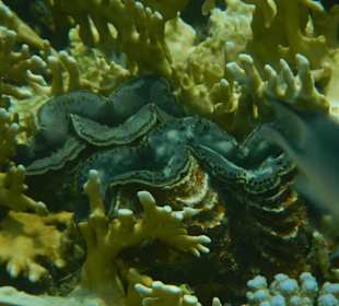 Sharm El Naga