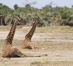 Giraffe choreography