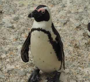 Stoney Point African Penguin Breeding Colony