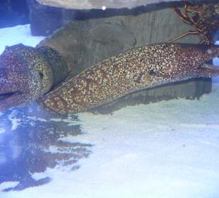 Röhren Aquarium Antalya 